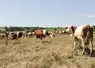 Même en altitude, l'herbe est déjà sèche à la mi-juillet.