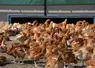 Auvergne-Rhône-Alpes est la quatrième région productrice de volailles de chair.