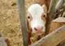 La valorisation de la matière grasse du lait est un enjeu important pour les producteurs.