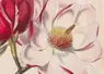 Le Magnolia, Magnolia campbelli, Flore des serres et jardins d'Europe, tome XII (1857).