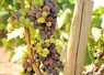 Les vignes du Puy-de-Dôme entame leur véraison, sans problématique sanitaire, ni de sécheresse pour l'instant. 