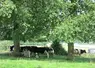 Ombrage vaches