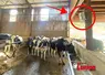 vaches dans une stabulation équipée d'un capteur