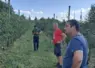 dégats dans les vergers