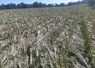 Dégats d'un champs de maïs à dampniat