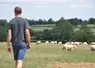 homme au milieu d'un pré avec des moutons.