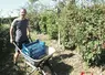Un homme pousse une brouette entre les framboisiers. 