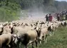 Des brebis en transhumance