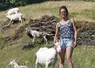 Alice Mulle et ses chèvres Saanen