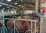 Stigmates sur des vaches atteintes par des grêlons