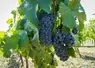 grappes de raisins dans l'aoc côtes d'auvergne