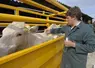 Le ministère de l'Agriculture recommande à tous les éleveurs de ruminants de vacciner leurs animaux pour limiter l'expansion de la maladie. 