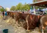 Le 48e comice agricole de Dun-le-Palestel a une nouvelle fois attiré éleveurs, passionnés et visiteurs.