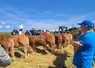 Un protocole sanitaire strict avait été mis en place par les organisateurs : "le but d'un concours est de motiver les éleveurs, pas de rentrer avec des animaux malades" explique Alain Valleix, président du Syndicat Limousin. 
