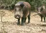 L’arrêté préfectoral offre plusieurs possibilités aux chasseurs pour intervenir avant l’ouverture générale, face aux dégâts causés par les sangliers.
