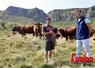 Deux éleveurs et leur troupeau salers, dans un paysage de montagne. 