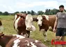 Éleveur de montbéliarde avec les animaux qu'il amène au comice. 