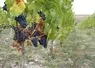 La succession des fortes chaleurs et de la pluie sur cette fin août, a précipité la maturation des raisins. 