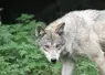 Le retour du loup en France a fait augmenter le nombre d'interventions et les effectifs de louvetiers dans les départements prédatés. 