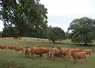 Très présents dans nos régions, les chênes contribuent à la beauté de nos paysages mais on ne doit pas oublier leur potentielle toxicité. Lors d’épisode de sécheresse, la complémentation en fourrage permet de limiter l’impact des glands, par dilution dans la ration, mais si quelques animaux sont repérés en permanence sous les chênes, la seule solution sera de les isoler dans une zone sans glands.