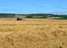 Les moissons 2025 ont donné des résultats dans la moyenne mais la présence d'ergot ampute les récoltes. 