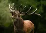 Rendez-vous les 4 et 5 octobre pour participer au comptage des cerfs de Creuse.
