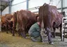 Les Salers traites représentent 1% des effectifs de la race.