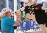 Une dame qui présente une vache prim'holstein