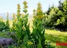 pieds de gentiane jaune en fleurs