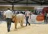 présentation d'un veau à la vente par deux hommes