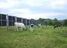 Le projet Camélia à Laqueuille devrait se poursuivre jusqu'en 2028. 