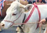 Lors de son AG, l'association Fin Gras du Mézenc a mis en avant la belle dynamique entre éleveurs, grossistes, bouchers et restaurateurs.