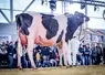 L'élevage Holstein altiligérien a ses stars à l'image de Saxo DC Championne jeune et Meilleure mamelle à Hol'Star 2025, ou 3ème de section à l'Open Dairy Show en novembre 2024 en Mayenne.