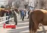 des chevaux et des personnes sur le champ de foire