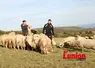 Deux personnes au miieu des moutons.
