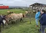 Des personnes regardent l'agricultrice donner à manger à ses vaches