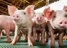 Les membres de la filière sont appelés à se réunir le 21 janvier pour parler de l'avenir du porc en Haute-loire.