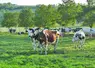 Plus les vaches mangent de l'herbe, plus les fromages sont jaunes, fondants et goûteux.