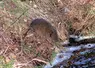 un rat taupier, appelé campagnol, sur les bords d'un cours d'eau