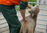 Jeune berger en train de manipuler un agneau pour l'épreuve d'évaluation de l'état d'engraissement.