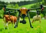 En élevage, les drones peuvent servir à localiser des animaux égarés, détecter des vêlages et des comportements anormaux, estimer la pousse de l'herbe ou encore vérifier l’état des clôtures, des barrières ou des portes. 