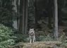 loup dans un forêt
