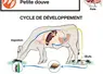 La petite douve présente un cycle original avec deux hôtes intermédiaires : un escargot terrestre puis une fourmi, on parle de cycle trixène.