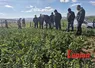un groupe de personne regarde un plant de colza