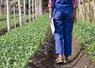 En cas d'arrêt de travail pour accident du travail ou maladie professionnelle, le salarié acquiert des congés payés comme s’il travaillait effectivement.