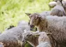 A herd of sheep grazing on a grass-covered field captured on a sunny day