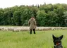 Le troupeau itinérant du Lycée de Rochefort-Montagne est arrivé à Aydat le 12 mai dernier, accompagné de son berger. 