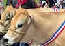 C'est bientôt la fête du Fin Gras !