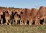 vaches limousines