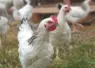 Poulet du Bourbonnais.
